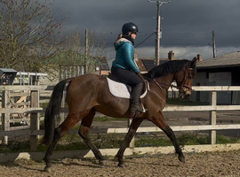 4yo smart Barney bear