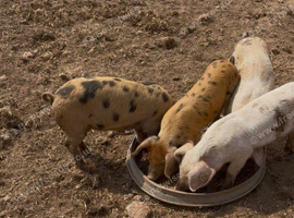 GOS/Landrace X OSB weaners