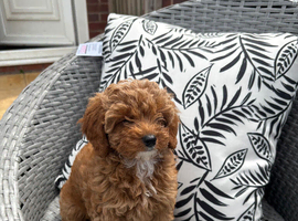 Tiny Toy Cavapoo Girl &ndash; DNA Health Tested Parents