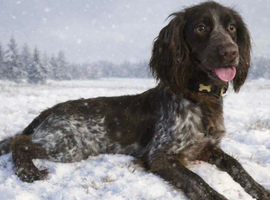 2 year old cocker spaniel