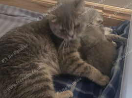 READY pure tabby british short hair