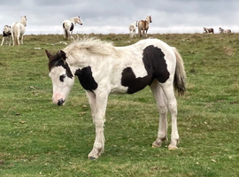 Super Smart Colt Foal - 14.2hh