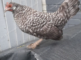 Dutch bantam chicken