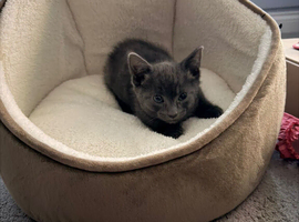 Kitten for sale
