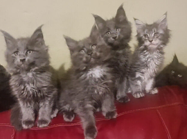 Maine coon kittens registered with GCCF