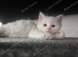 blue eye white long hair kitten