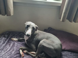 Female Blue Whippet