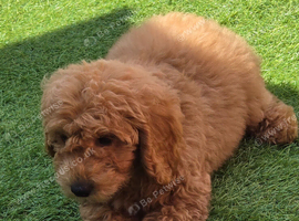 Maltipoo & Cockapoo