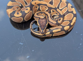 Royal python hatchlings