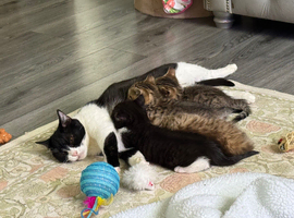 British short hair cross tuxedo kittens