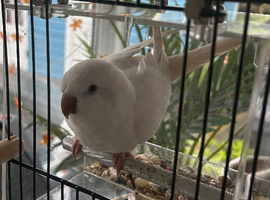 Quaker parrot looking for a new home