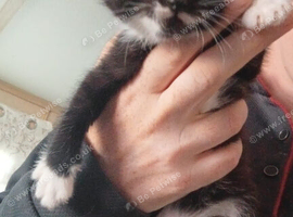 2 kittens