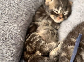 Beautiful kittens
