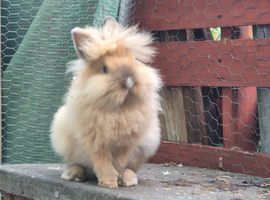 Double Mane Lionhead Bunnies