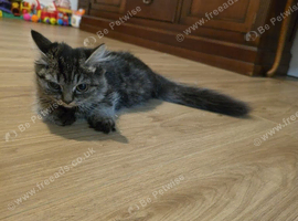 14 week kitten for adoption