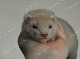 Friendly, well handled ferret kits
