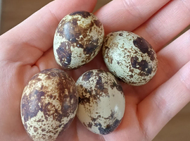 Coturnix quail hatching eggs