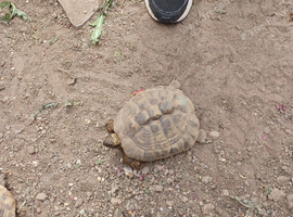 2 Female Hermann's Tortoise