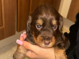 Cocker spaniel puppies