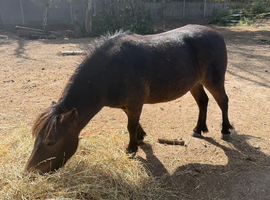 Beautiful Shetland mare