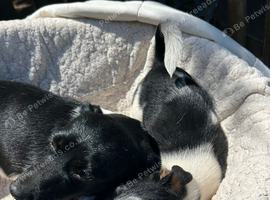Jack Russel