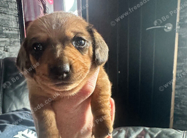 Dachshund pup