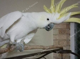 Yellow Crested Cockatoo Glasgow