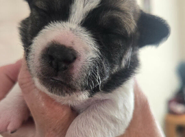 Jack pack puppies
