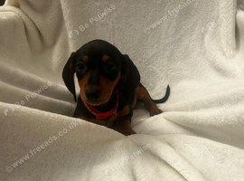 Dachshund puppies