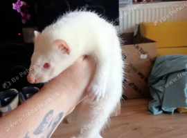 3 hob ferret