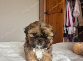 Two beautiful Shih Tzu puppies for sale