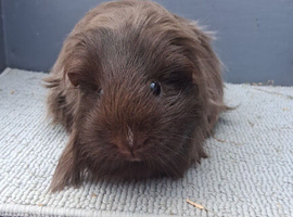 Gorgeous guinea pigs sows rare breeds