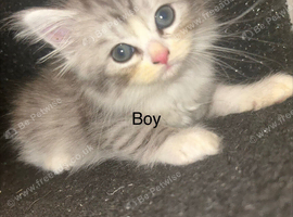 3 Stunning Kittens