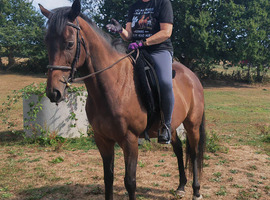 14.3/15hh thoroughbred gelding