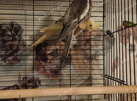 Hand tame cockatiels