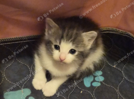 Beautiful kittens one girl left