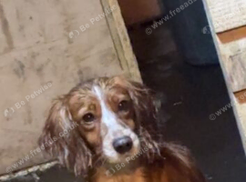 Working cocker spaniel