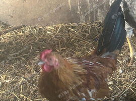 Small bantam cock birds