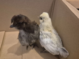 Polskie chicks (polish cross silkie)