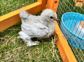 Pekin bantam roosters &pound;5 each