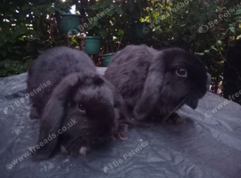 Beautiful mini lop rabbits