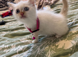 One little girl