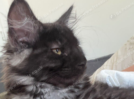 Half Maine coon half ragdoll