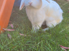 White mini lop