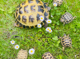 Baby Horsefield tortoises WOW! BE QUICK!!
