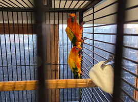 Red sun conure and sun conure