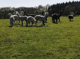 3 female alpacas