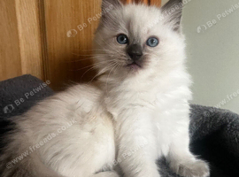 Beautiful Ragdoll Kittens Looking for Their Forever Homes