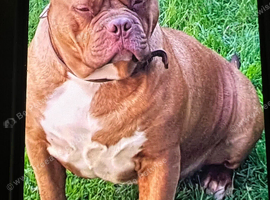 Wanted mastiff type or large dog, Boerboel Dane, French Dogue