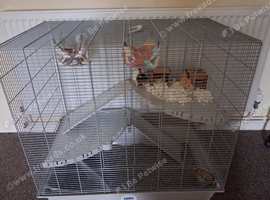 Pet rats